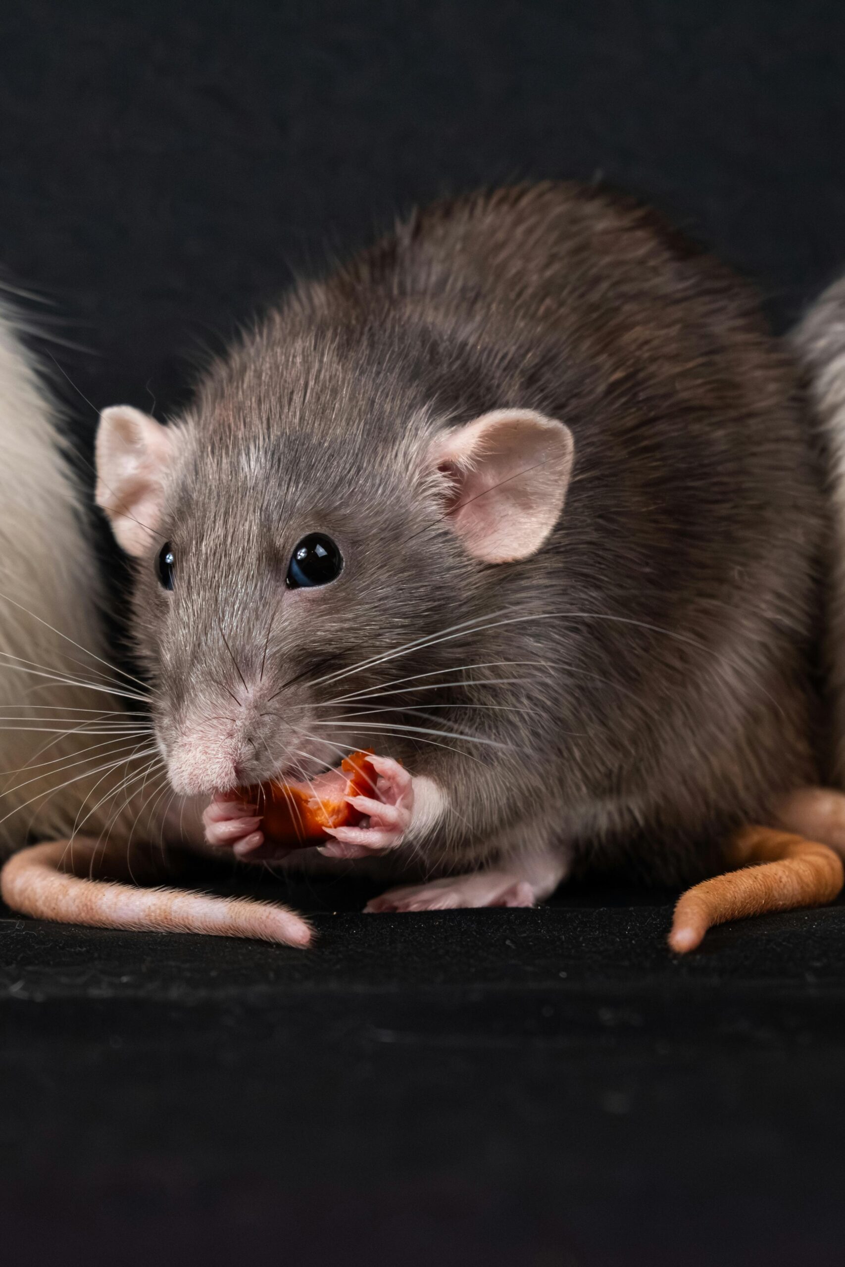 A domestic gray rat nibbling on food with a dark background.